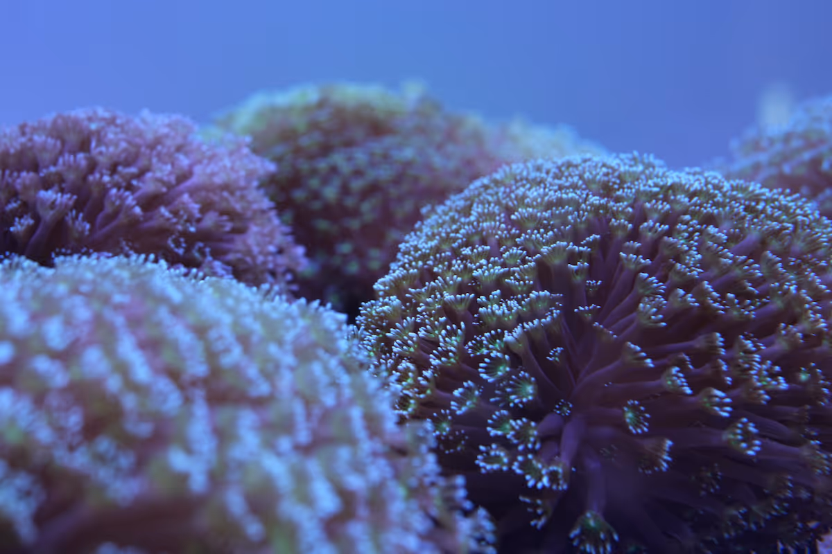 Close-up of coral in bright pink and white hues. The rounded shape and fine polyps are distinctive.