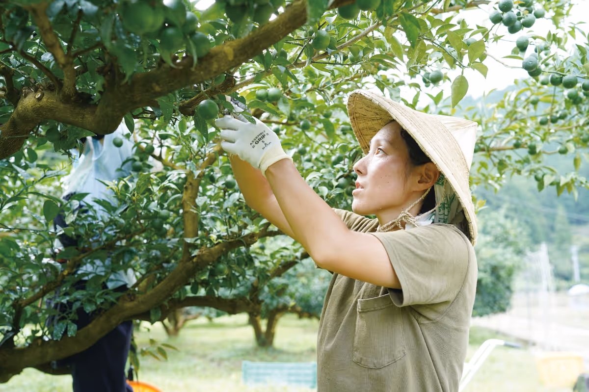 A woman in a straw hat carefully harvesting fruit from a citrus tree