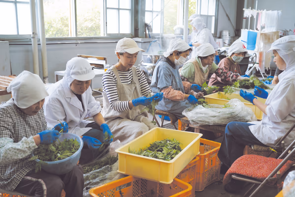 Photo of several women sorting freshly harvested mugwort in a brightly lit factory.