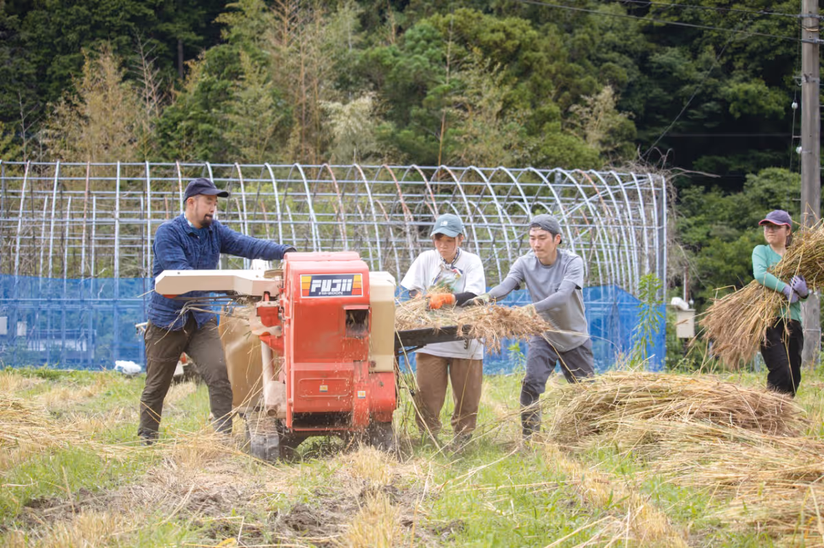 A scene of rice straw being processed by a machine in a rice paddy, with four people working together.