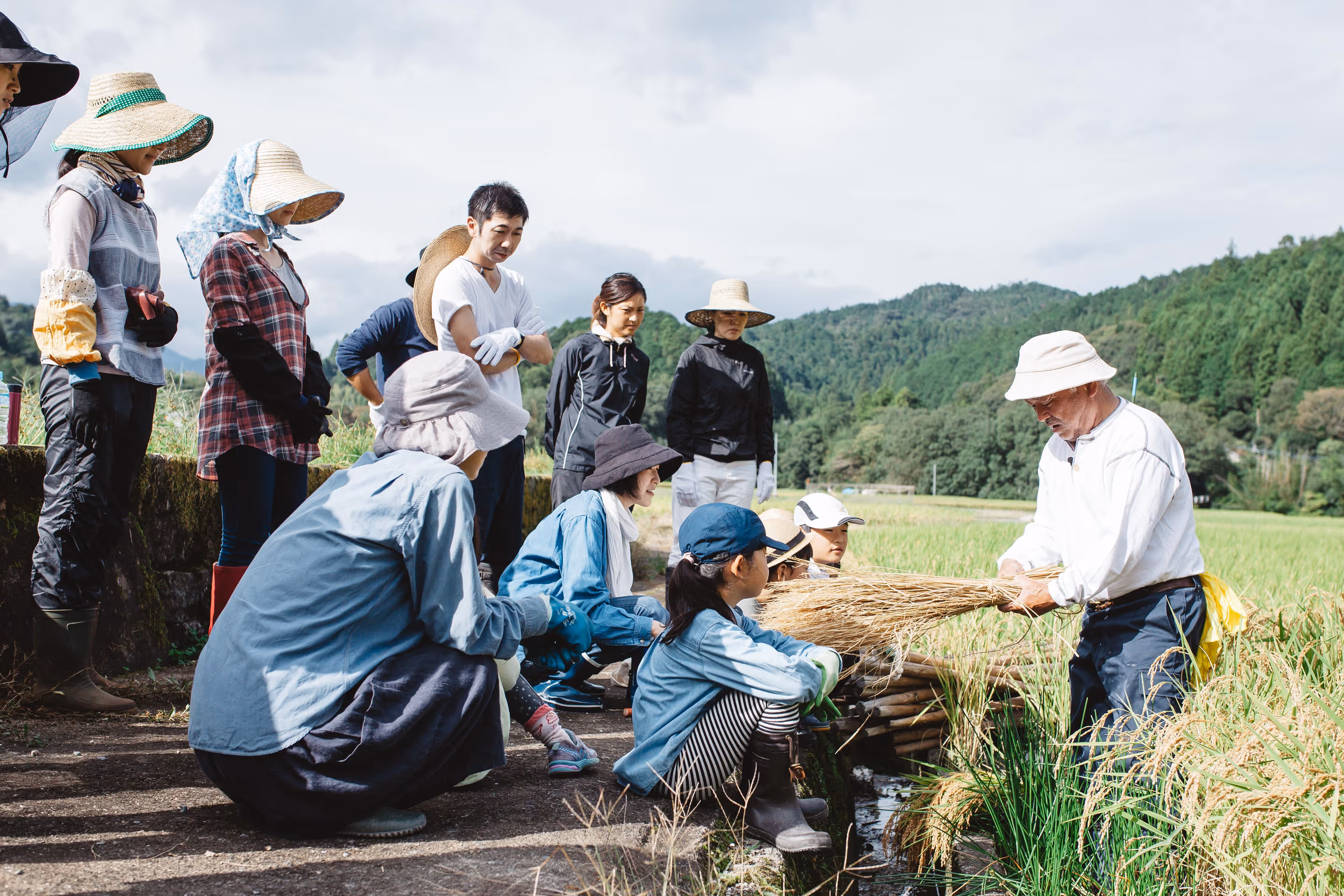 People are bundling rice in the rice paddies. Adults and children are working together.