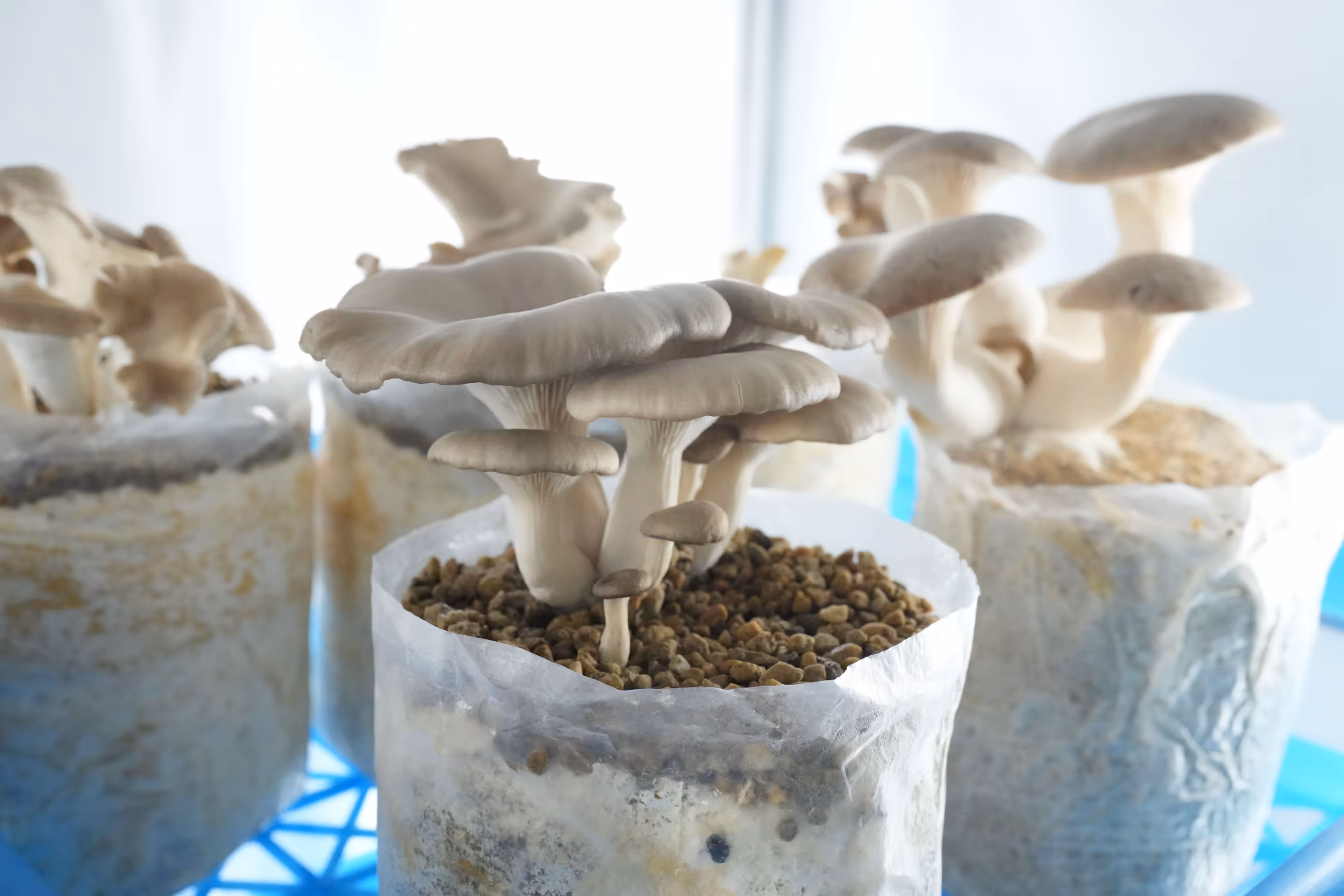 Mushrooms of various sizes are cultivated. The containers show brown medium around the base of the mushrooms. Some mushrooms have open caps, some are partially open, and some are small.